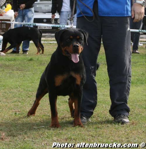 Boa vom Hause Edelstein, daugther of Noris vom Hause Edelstein ADRK KS V1 open class