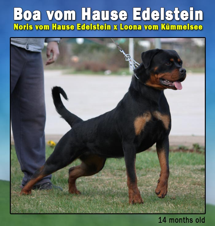 Boa vom Hause Edelstein