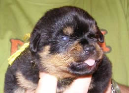 16 days old
