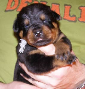 16 days old