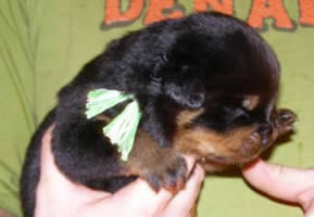 16 days old