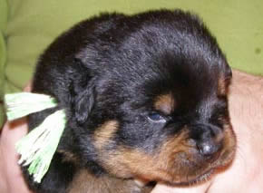 16 days old
