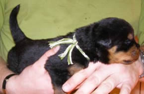 16 days old