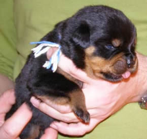 16 days old