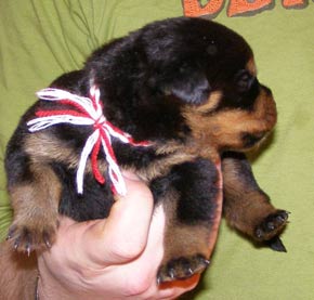16 days old