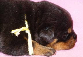 16 days old