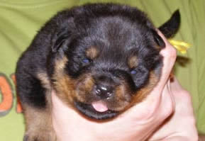 16 days old