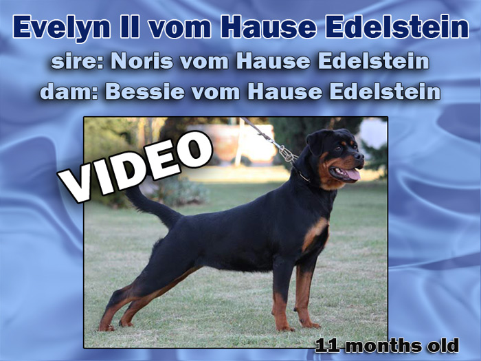Video of Evelyn II vom Hause Edelstein, daugther of Noris vom Hause Edelstein (ADRK KS V1) and Bessie vom Hause Edelstein