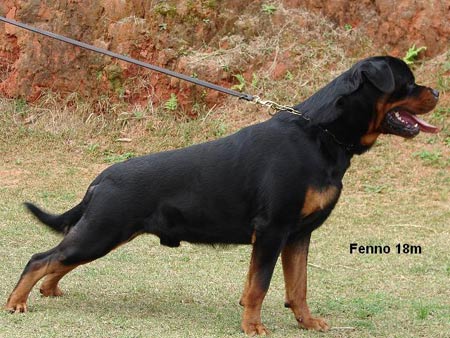 Fenno vom Hause Edelstein