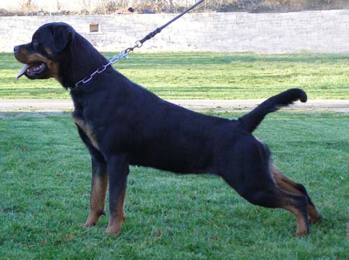 Katiuscha vom Hause Edelstein