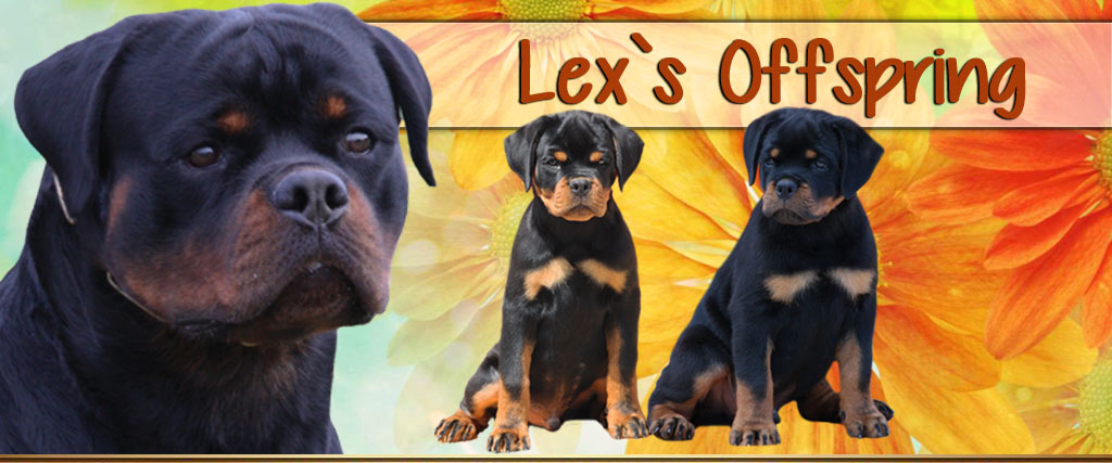 Lex vom Hause Edelstein OFFSPRING!!