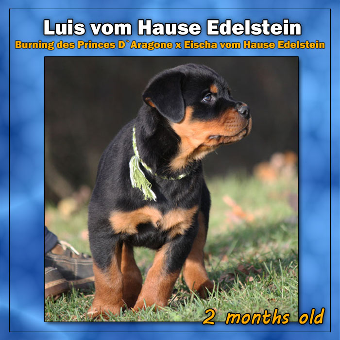Luis vom Hause Edelstein