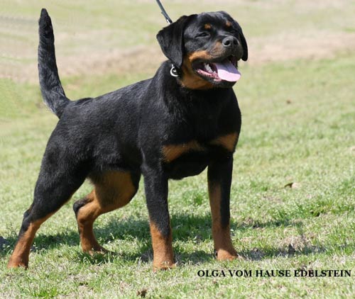 Olga, 6 months old