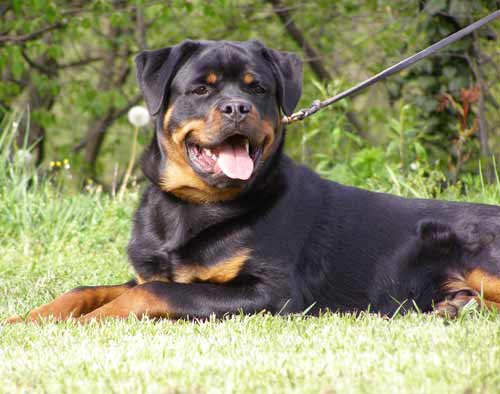 Onix, 7 months