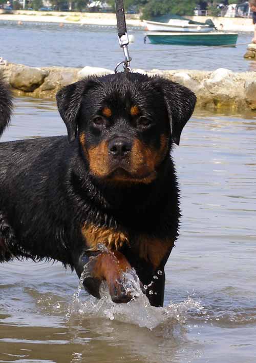 Otto