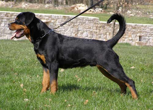 Otto
