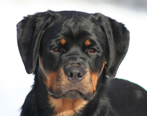 Oxa, 6 months old