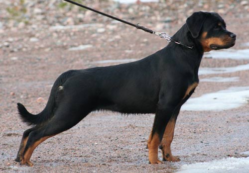 Oxa, 6 months old