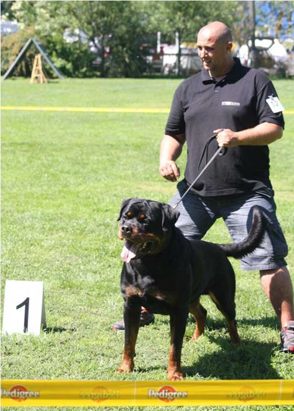 Multi CH. Primo vom Hause Edelstein, son of Gullit vh Edelstein and Eischa vh Edelstein