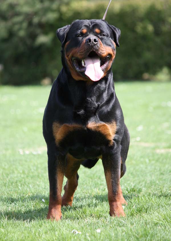 Edelstine Rottweilers vom Hause Edelstein Rottweilers