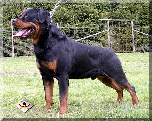 Edelstine Rottweilers vom Hause Edelstein Rottweilers