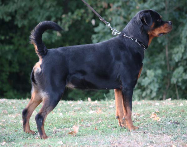 Edelstine Rottweilers vom Hause Edelstein Rottweilers