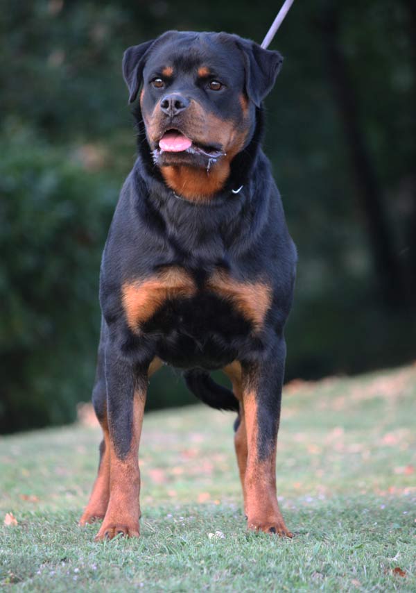 Edelstine Rottweilers vom Hause Edelstein Rottweilers