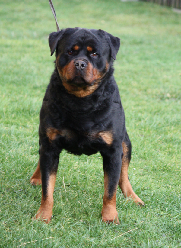 Edelstine Rottweilers vom Hause Edelstein Rottweilers